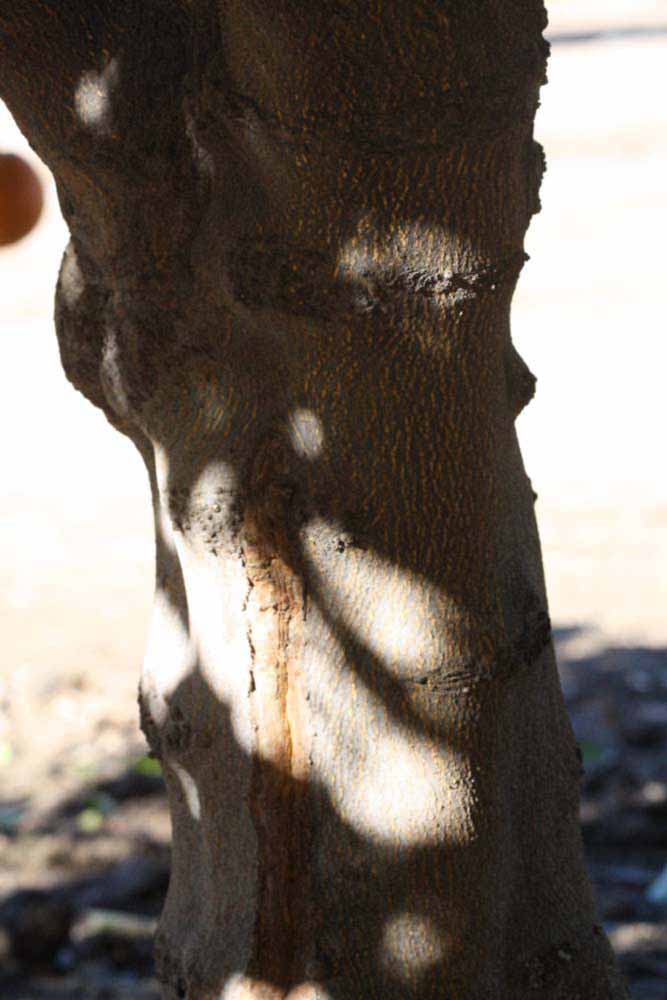              Bark (Riverside, CA)       